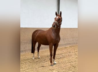 Niemiecki koń wierzchowy, Klacz, 6 lat, 165 cm, Kasztanowata