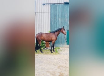 Niemiecki koń wierzchowy, Klacz, 6 lat, 166 cm, Gniada