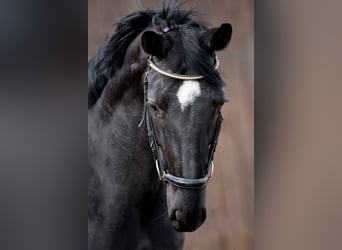 Niemiecki koń wierzchowy, Klacz, 6 lat, 169 cm, Skarogniada
