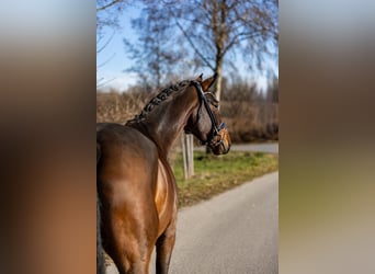 Niemiecki koń wierzchowy, Klacz, 6 lat, 170 cm, Ciemnogniada