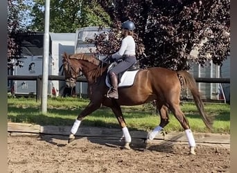 Niemiecki koń wierzchowy, Klacz, 6 lat, 170 cm, Ciemnokasztanowata