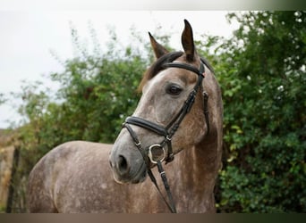 Niemiecki koń wierzchowy, Klacz, 6 lat, 172 cm, Siwa