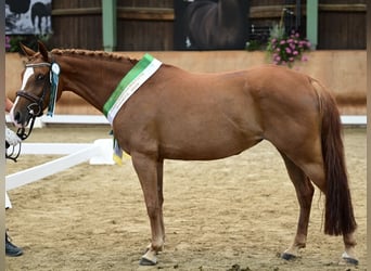 Niemiecki koń wierzchowy, Klacz, 7 lat, 148 cm, Kasztanowata
