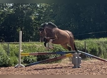 Niemiecki koń wierzchowy Mix, Klacz, 7 lat, 150 cm, Gniada