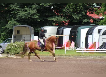 Niemiecki koń wierzchowy, Klacz, 7 lat, 154 cm, Kasztanowata