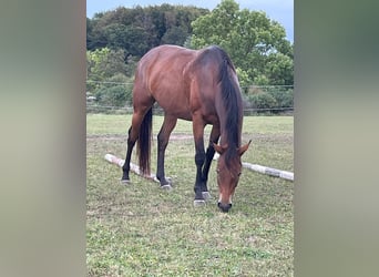 Niemiecki koń wierzchowy, Klacz, 7 lat, 157 cm, Gniada