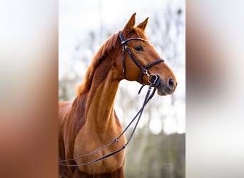 Niemiecki koń wierzchowy, Klacz, 7 lat, 162 cm, Kasztanowata