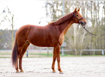 Niemiecki koń wierzchowy, Klacz, 7 lat, 162 cm, Kasztanowata