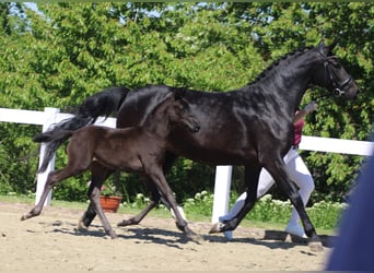 Niemiecki koń wierzchowy, Klacz, 7 lat, 163 cm, Skarogniada