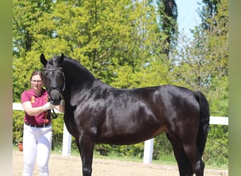 Niemiecki koń wierzchowy, Klacz, 7 lat, 163 cm, Skarogniada
