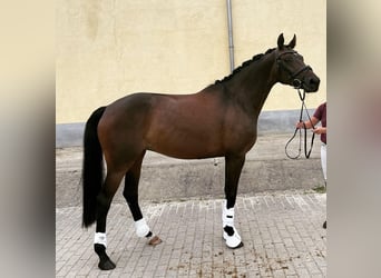 Niemiecki koń wierzchowy, Klacz, 7 lat, 164 cm, Ciemnogniada
