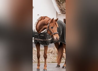 Niemiecki koń wierzchowy, Klacz, 7 lat, 168 cm, Kasztanowata