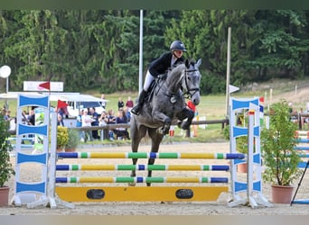 Niemiecki koń wierzchowy, Klacz, 7 lat, 174 cm, Siwa