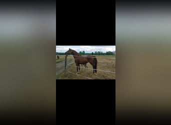 Niemiecki koń wierzchowy, Klacz, 8 lat, 154 cm, Kasztanowata