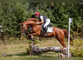 Niemiecki koń wierzchowy, Klacz, 8 lat, 157 cm, Kasztanowata