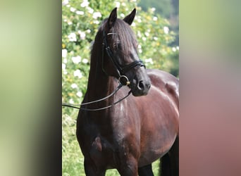 Niemiecki koń wierzchowy, Klacz, 8 lat, 165 cm, Skarogniada