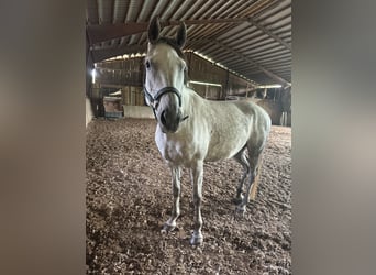 Niemiecki koń wierzchowy, Klacz, 9 lat, 163 cm, Siwa