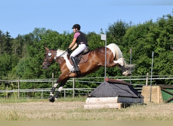 Niemiecki koń wierzchowy, Klacz, 9 lat, 164 cm, Srokata