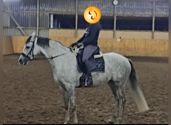 Niemiecki koń wierzchowy, Klacz, 9 lat, 168 cm, Siwa jabłkowita