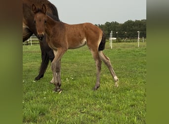 Niemiecki koń wierzchowy, Klacz, Źrebak (06/2025), 162 cm, Gniada