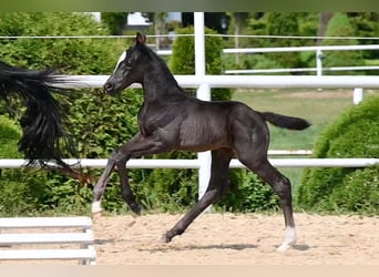 Niemiecki koń wierzchowy, Klacz, Źrebak (05/2026), 168 cm, Kara