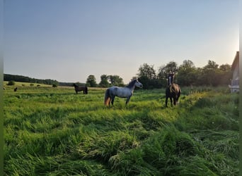 Niemiecki koń wierzchowy Mix, Ogier, 12 lat, 153 cm, Gniada