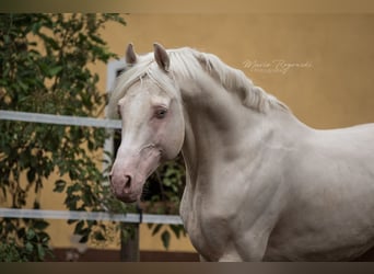 Niemiecki koń wierzchowy, Ogier, 16 lat, 160 cm, Cremello