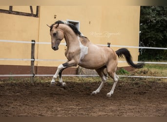 Niemiecki koń wierzchowy, Ogier, 18 lat, 165 cm, Srokata