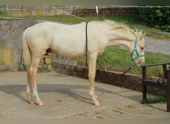 Niemiecki koń wierzchowy, Ogier, 1 Rok, 165 cm, Izabelowata