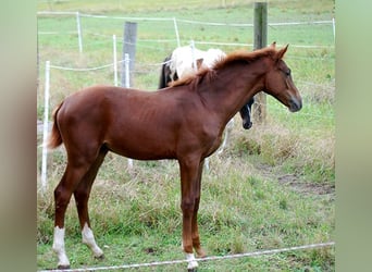 Niemiecki koń wierzchowy, Ogier, 1 Rok, 169 cm, Ciemnokasztanowata