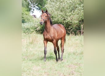 Niemiecki koń wierzchowy, Ogier, 1 Rok, 169 cm, Gniada