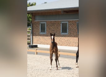 Niemiecki koń wierzchowy, Ogier, 1 Rok, Karosiwa