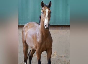 Niemiecki koń wierzchowy, Ogier, 2 lat, 167 cm, Gniada