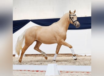 Niemiecki koń wierzchowy, Ogier, 3 lat, 147 cm, Izabelowata