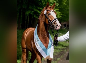 Niemiecki koń wierzchowy, Ogier, 3 lat, 167 cm, Kasztanowata