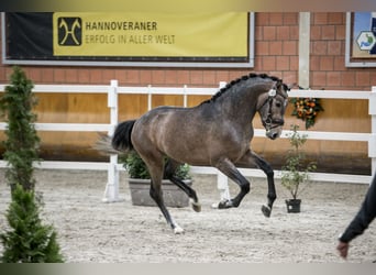 Niemiecki koń wierzchowy, Ogier, 3 lat, 171 cm, Siwa