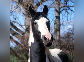 Niemiecki koń wierzchowy, Ogier, 4 lat, 171 cm, Tobiano wszelkich maści