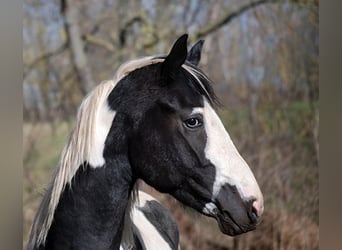 Niemiecki koń wierzchowy, Ogier, 4 lat, 171 cm, Tobiano wszelkich maści