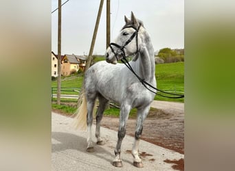 Niemiecki koń wierzchowy, Ogier, 4 lat, 172 cm, Siwa