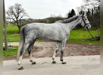 Niemiecki koń wierzchowy, Ogier, 4 lat, 172 cm, Siwa