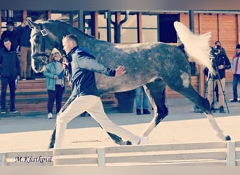 Niemiecki koń wierzchowy, Ogier, 5 lat, 170 cm, Siwa