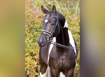 Niemiecki koń wierzchowy, Ogier, 10 lat, 170 cm, Srokata
