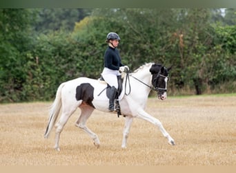 Niemiecki koń wierzchowy, Ogier, 6 lat, 168 cm, Srokata