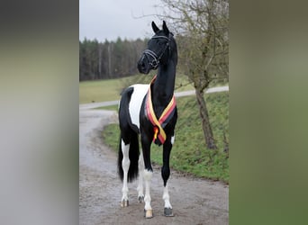 Niemiecki koń wierzchowy, Ogier, 8 lat, 172 cm, Srokata