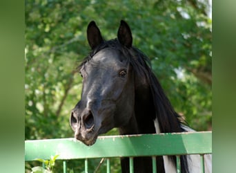 Niemiecki koń wierzchowy, Ogier, 8 lat, 172 cm, Srokata
