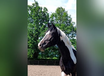 Niemiecki koń wierzchowy, Ogier, 4 lat, 175 cm, Tobiano wszelkich maści