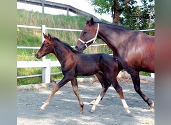 Niemiecki koń wierzchowy, Ogier, Źrebak (07/2023), 165 cm, Ciemnogniada