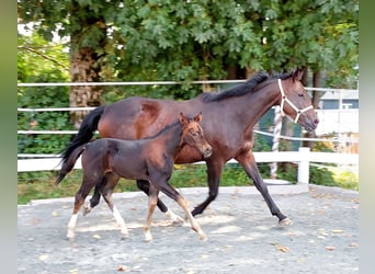 Niemiecki koń wierzchowy, Ogier, Źrebak (07/2023), 165 cm, Ciemnogniada