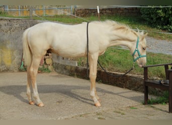 Niemiecki koń wierzchowy, Ogier, Źrebak (05/2023), 166 cm, Izabelowata