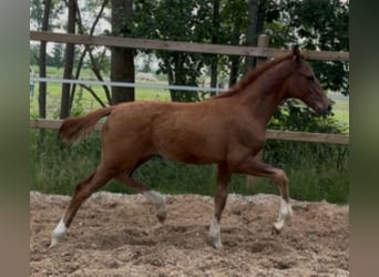 Niemiecki koń wierzchowy, Ogier, Źrebak (04/2025), 172 cm, Ciemnokasztanowata